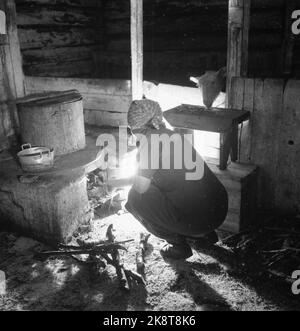 Confine Jakobselv Pasqua 1949 niente di nuovo dal confine a nord Una striscia di 160 chilometri di neve vergine dallo sbocco del confine Jakobselv a Borderfoss a Pasvikdalen, diventa l'unico confine comune tra i paesi del Patto Atlantico e l'Unione Sovietica quando la Norvegia aderisce al Patto A. La corrente passò lungo il confine e parlò con le persone che vi abitavano. Alma Frantzen, governante al Th. Hanslien a Stornes, confine Jakobselv si prende cura del fienile. Fuoco con legna da ardere. Pecora è incluso. Foto; Sverre A. Børretzen / corrente / NTB Foto Stock