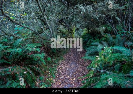 Paesaggio lungo Ebey's Trail, Admiralty Inlet Preserve, Whidbey Island, Washington Foto Stock