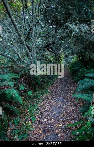 Paesaggio lungo Ebey's Trail, Admiralty Inlet Preserve, Whidbey Island, Washington Foto Stock