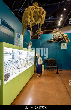 Oceano preistorico Hall, Dinosaur Resource Center, Woodland Park, COLORADO, Stati Uniti d'America Foto Stock