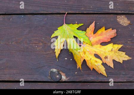 autunno giallo foglie cadute su un sentiero di legno. colori di autunno. sfondo autunno Foto Stock