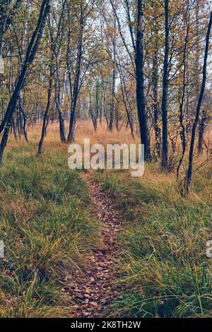 sentiero stretto attraverso la foresta di betulle boggy. Foto di alta qualità Foto Stock