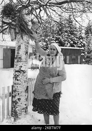 Våler, Solør marzo 1973: Tater-Milla (nato intorno al 1867) fotografato a casa sua a Våler, 86 anni. Porta tiro, orecchini e argento. Tater-Milla vive da sola, ma ha una buona compagnia nei piccoli uccelli che si nutre quotidianamente. Il suo nome completo era Jenny Emilie Pettersen. Foto: Ivar Aaserud / corrente / NTB Foto Stock