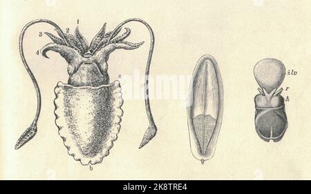 Antica illustrazione incisa della seppia comune. Illustrazione vintage della seppia comune europea a destra: Giovane seppia comune cova. Vecchia foto. Illustrazione del libro pubblicata nel 1907. La seppia comune o seppia comune europea (Sepia officinalis) è una delle specie di seppia più grandi e conosciute. Si tratta di specie migratorie che trascorrono l'estate e la primavera a riva per la riproduzione e poi si spostano a profondità da 100 a 200m durante l'autunno e l'inverno. Crescono fino a 49 cm di lunghezza del mantello (ML) e 4 kg di peso. Gli animali provenienti dai mari subtropicali sono più piccoli e raramente superano Foto Stock