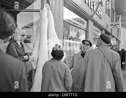 Norvegia settentrionale 19650724 turisti all'Hotel Hurtigruta turisti che vogliono vedere il più possibile la Norvegia, e il sole di mezzanotte, prendere la rotta veloce da Bergen a Kirkenes e di nuovo. Vivono in un hotel galleggiante che li porta in piccoli luoghi e città lungo la costa. I turisti guardano una pelle di orso polare che pende su una mostra fuori del negozio. Foto: Sverre A. Børretzen / corrente / NTB Foto Stock