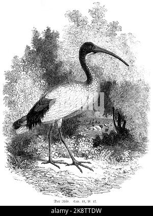 L'Ibis, terzo Libro di Mosè Capitolo 11, versetto 17, bibbia, illustrazione storica 1850, Foto Stock