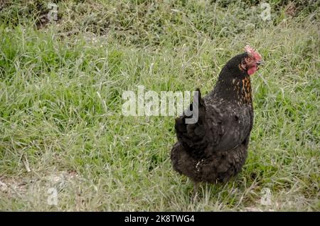 Gallina nera pascolare liberamente nella coop montagnosa all'aperto e farm.Arcadia, Grecia Foto Stock