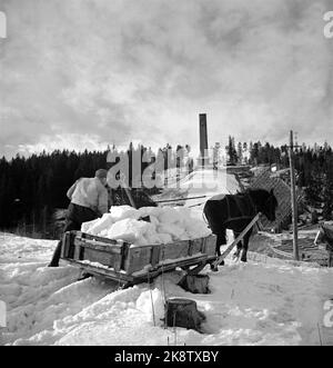 Oslo marzo 1949. 10 giorni prima della corsa di salto, c'era la mancanza di neve a Holmenkollbakken, e la neve ha dovuto essere guidata da Nordmarka con cavalli e slitte. L'associazione per l'avanzamento dello sci ha organizzato la corsa della neve e la preparazione del terreno. Fa parte della storia che dopo tutta la lotta c'era ancora neve fresca pochi giorni prima dell'Holmenkollrennet. Foto: Corrente / NTB Foto Stock