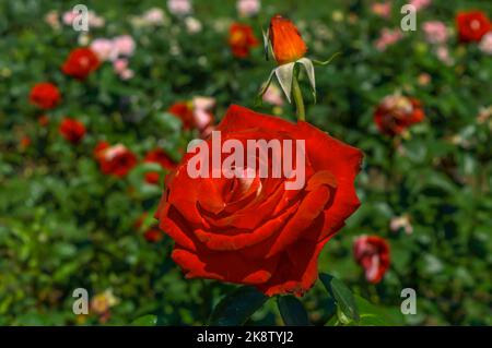Rosa Bicolette Rose rosse nel giardino del parco vista ravvicinata Foto Stock