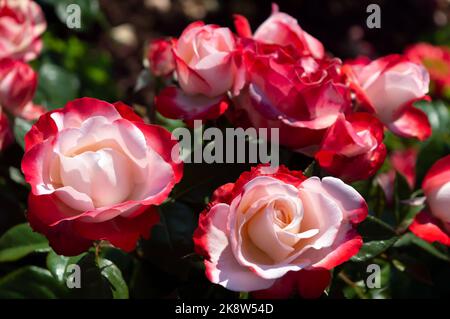 Rosa Nostalgie Rose bianche rosse nel giardino del parco Foto Stock