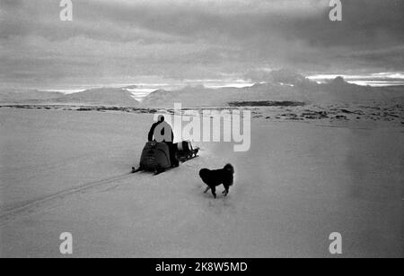 Femunden 19660528. I Sami nella zona di Femund sono inseguiti dalla zona di pascolo. I campioni di renne ritengono che non appartengano alla società, ma a una minoranza discriminata che è sempre in declino. Il Ministero dell'Agricoltura ha inviato una lettera in cui si afferma che il Ministero ha deciso che il pascolo delle renne deve avvenire tra novembre e aprile e che i Sami devono vedere e trovare un altro pascolo estivo. Notte e giorno sono i pastori in movimento con le loro motoslitte per tenere il gregge all'interno della zona set. Foto: Sverre Børretzen corrente / NTB Foto Stock