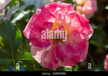 Rosa Michel Serrault Meipicoty rosa rosa giallo rosa nel giardino del parco vista ravvicinata Foto Stock