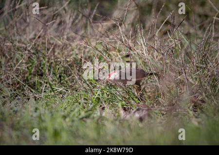 Waxbill comune alla ricerca di cibo al confine con il fiume Lima, a nord del Portogallo. Foto Stock