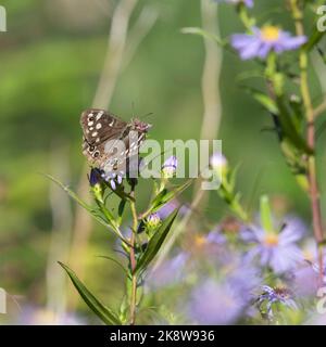 Una farfalla di legno con spacchi (Pararge aegeria) Basking nel pomeriggio Sunshine su Michaelmas Daisy Flowers (Symphyotrichum Novi-Belgi) in autunno Foto Stock