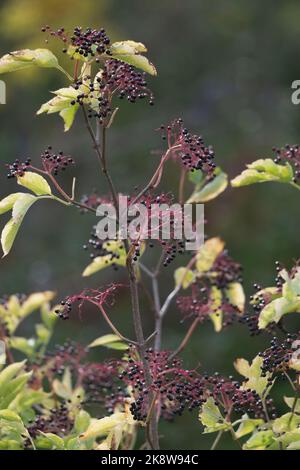 I frutti neri appeso da Crimson gambi su un anziano (Sambucus Nigra) in autunno Foto Stock