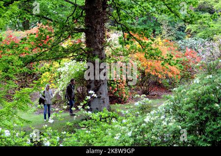 AZALEE E RODODENDRI EXBURY GIARDINI NEL NUOVO FOREST HAMPSHIRE. PIC MIKE WALKER 2017 Foto Stock