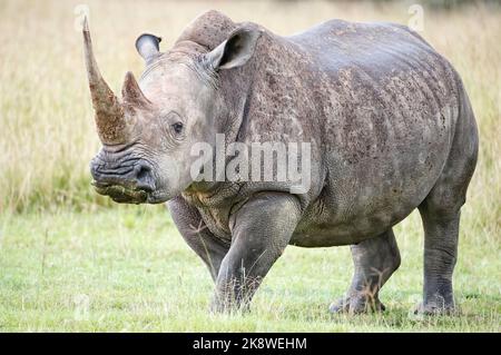 Un rinoceronte bianco che si nutrono in un prato al lago Nakuru in Kenya durante una doccia a pioggia pomeridiana. Foto Stock