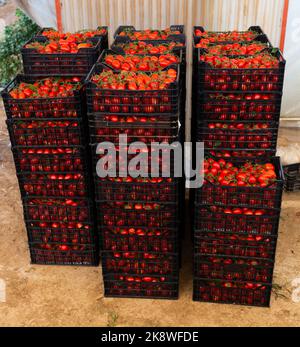 Scatole con pomodori rossi in deposito di verdure della serra Foto Stock