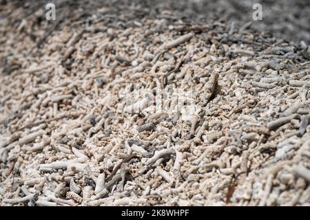 corallo morto, corallo sbiancato lavato su. spiaggia di corallo dalla grande barriera corallina barier in queensland australia Foto Stock