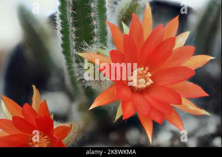 Fiore di Cactus rosso in miniatura in un giardino botanico Foto Stock