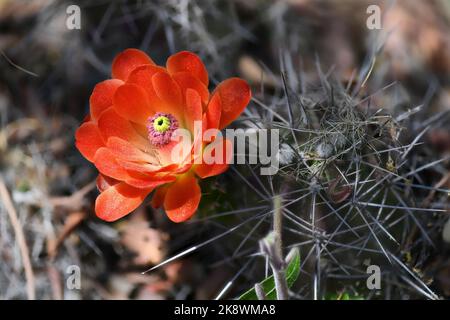 Cactus della Red Claret Cup dal sud-ovest americano Foto Stock