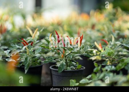 Coltivazione di peperoni caldi in pentole nere per la vendita ulteriore al mercato agricolo o la cottura di alimenti naturali Foto Stock