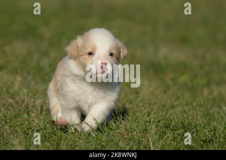 cucciolo di collie di confine di 4 settimane Foto Stock