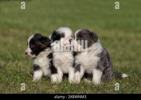 Border Collie, collane di confine di 4 settimane Foto Stock