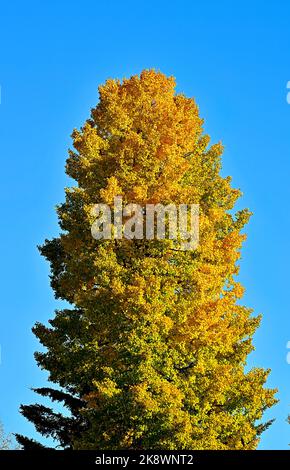 Un alto albero deciduo che cambia le sue foglie colorate dai verdi dell'estate ai luminosi gialli della caduta nella rurale Alberta Canada Foto Stock