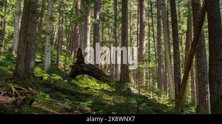 I bastoni di luce del sole perforano la fitta tettoia del Cheakamus Lake Trail, mettendo in risalto la tranquillità della foresta. Foto Stock