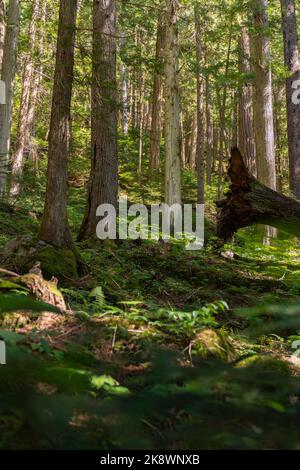 Il tranquillo sentiero si snoda attraverso la verdeggiante foresta vecchia del lago Cheakamus. Foto Stock