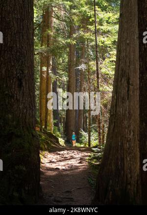 Donna escursioni nel Parco Provinciale Garibaldi lungo il lago Cheakamous guardando gli alberi nella vecchia foresta di crescita vicino Whistler, Canada. Foto Stock