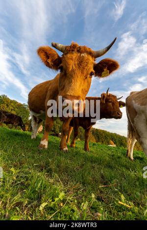 divertente carino mucca in una fattoria cercando curioso in macchina fotografica Foto Stock