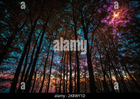 tramonto cielo e luna dietro le sagome di alti alberi savana tropicals alberi Foto Stock