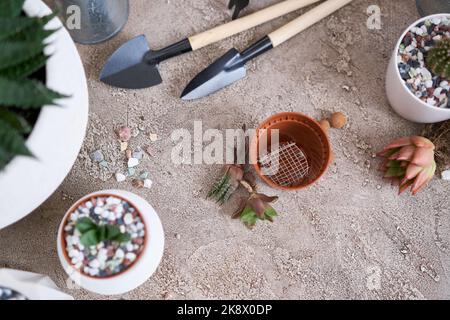 Echeveria pianta succulenta con radici pronte per il trapianto Foto Stock