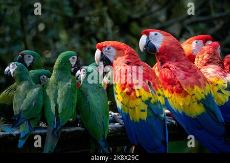 Gruppo di pappagalli Ara, macaw Scarlet Red pappagallo, macaw Ara macao e macaw militare (ara militaris) Foto Stock