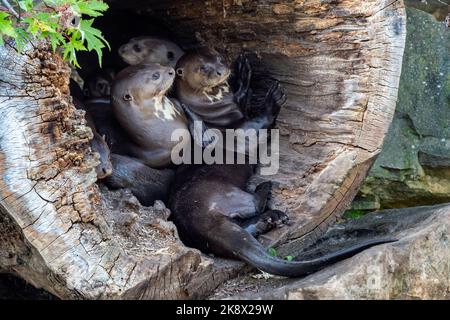 La famiglia delle lontre giganti, Pteronura brasiliensis in un tronco d'albero Foto Stock