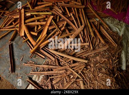 Vista ad angolo alto di Cabilonia cannella barks appena rimosso dai gambi di cannella, e le barks sono messe sulla zona ombreggiata per diventare asciutto Foto Stock