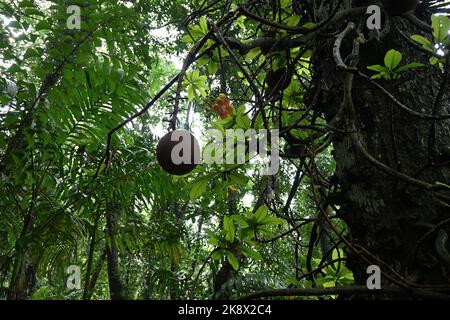 Vista ad angolo basso di una grande palla di cannone appesa frutta e fiore con il grande albero di palla di cannone (Couroupita Guianensis) tronco Foto Stock