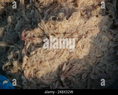 Gruppo di gamberetti freschi di Krill o Opossum, Plankton che i pescatori intrappolano per cucinare Foto Stock