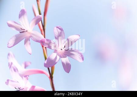 lunghi gambi delicati fiori che catturano la luce del sole. Foto Stock