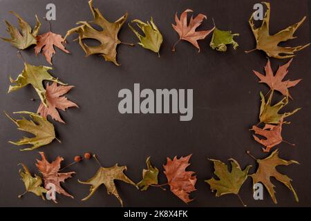 Caduta foglie cornice su sfondo nero. Autunno asciutto caduto fogliame dell'acero, concetto di giorno di ringraziamento. Spazio per fotocopie, uso stagionale. Vista dall'alto Foto Stock