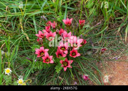 Alcuni falciatrici di Romulea sp. Visto nella città di Darling nel Capo Occidentale del Sud Africa Foto Stock