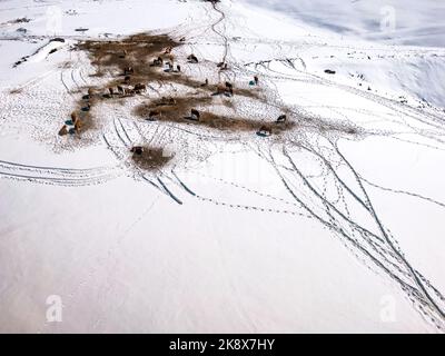 Colpo aereo di mucche da latte pascolo su pascoli coperti di neve in inverno al monte Zlatibor, drone pov vista ad angolo alto Foto Stock