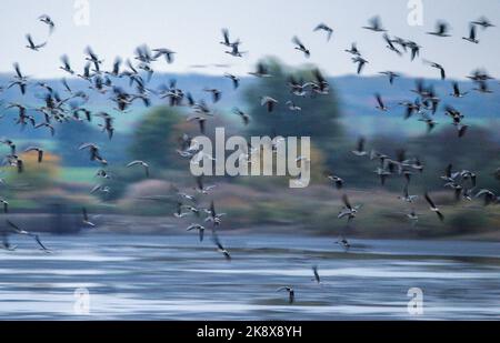 Friedrichsmoor, Germania. 25th Ott 2022. Prima dell'alba, le oche e le anatre volano sugli stagni di pesci della riserva naturale di Lewitz. (Ripresa con un lungo tempo di esposizione) l'area, che copre circa 16.800 ettari, si estende nel Meclemburgo sud-occidentale a sud di Schwerin ed è caratterizzata dal fiume Elde, canali artificiali e numerosi laghi. In autunno, migliaia di uccelli riposano qui sulla loro strada verso i terreni d'inverno. Credit: Jens Büttner/dpa/Alamy Live News Foto Stock