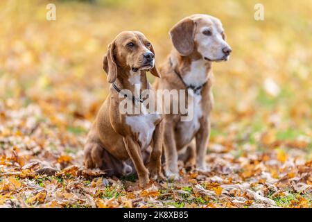 Due cani si siedono obbedientemente nel parco nelle foglie autunnali. Foto Stock