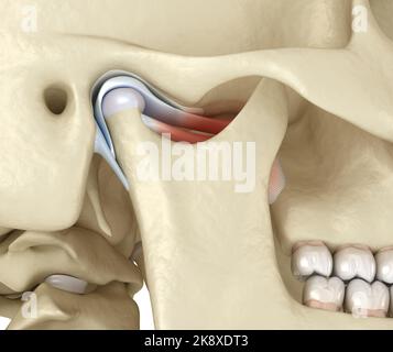 TMJ: Le articolazioni temporomandibolari. Anatomia di occlusione sana. Illustrazione 3D accurata dal punto di vista medico del concetto di denti umani e protesi dentarie Foto Stock