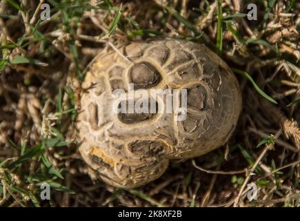 Fungo singolo, crassa di macrocybe, crassum di tricholma, coltivante nel giardino australiano. Funghi nativi dello Sri Lanka. Schema di rottura sul tappo. Foto Stock