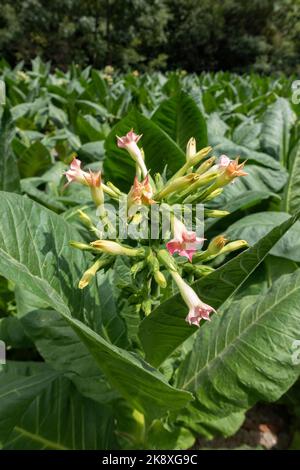 Tabacco flower.la Massana.Andorra Foto Stock