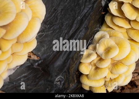 Coltivazione e coltivazione del Fungo in sacchetti di plastica, Pleurotus Citrinopileatus funghi Foto Stock